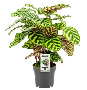 Calathea Makoyana - Ø14Cm - ↕45Cm