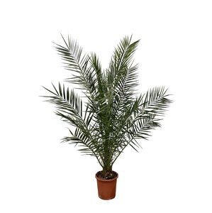 Phoenix Canariensis - 180 Cm - Ø24Cm