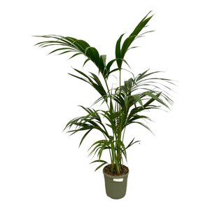 Kentia Palm - 130 Cm - Ø21Cm