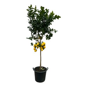 Citrus Lemon - 260 Cm - Ø50Cm