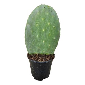 Opuntia Cactus - 40 Cm - Ø17Cm