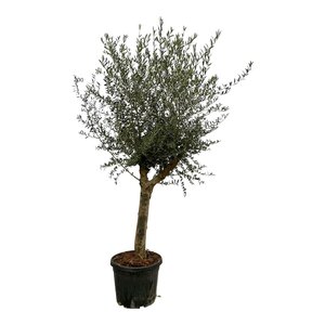 Olea Lorc - 220 Cm - Ø45Cm