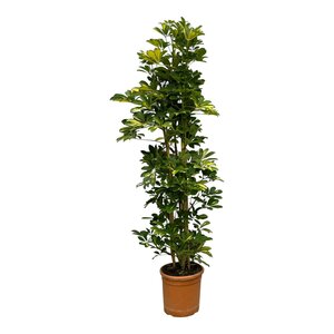 Schefflera Gold Capella Struik - 160 Cm - Ø30Cm