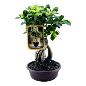 Ficus Microcarpa Ginseng - 30 Cm - Ø17Cm