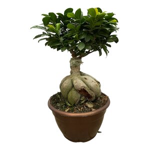 Ficus Microcarpa Ginseng - 50 Cm - Ø25Cm