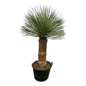 Yucca Rostrata - 150 Cm - Ø50Cm