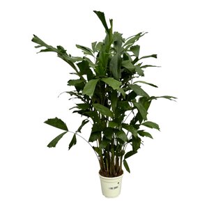 Caryota Mitis - 120 Cm - Ø19Cm