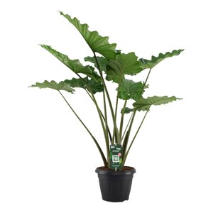 Alocasia Portodora - 140 Cm - Ø34Cm