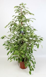 Ficus Benjamina Golden King 21 Cm - Ø21Cm - ↕100Cm