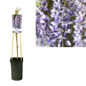 Wisteria Sinensis - Ø17Cm - ↕75Cm