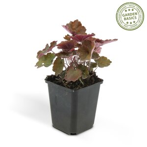 Heuchera Mic. 'Palace Purple' - ↕25Cm - Ø9Cm