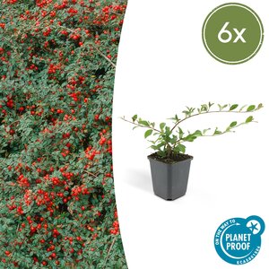 Cotoneaster Dammeri - ↕10-25Cm - Ø9Cm Cotoneaster dammeri - ↕10-25cm - Ø9cm - 6x