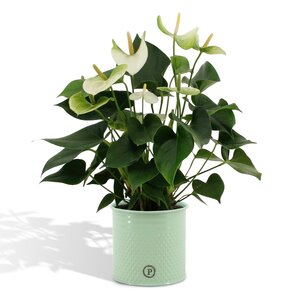 Anthurium Andreanum Namora Incl. Pure Zink - 45Cm - Ø12