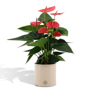 Anthurium Andreanum Sweet Dream Incl. Pure Zink - 45Cm - Ø12