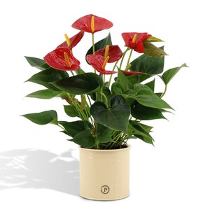 Anthurium Andreanum Diamond Red Incl. Pure Zink - 45Cm - Ø12