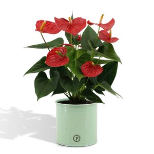 Anthurium Andreanum Esudo Incl. Pure Zink - 45Cm - Ø12