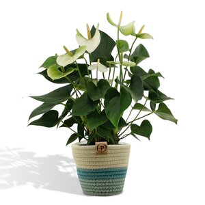 Anthurium Andreanum Namora Incl. Pure Mand - 45Cm - Ø12