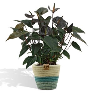 Anthurium Andreanum Black Love Incl. Pure Mand - 45Cm - Ø12