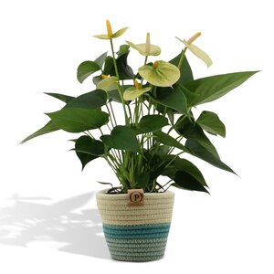 Anthurium Andreanum Vanilla Incl. Pure Mand - 45Cm - Ø12