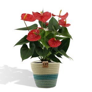 Anthurium Andreanum Esudo Incl. Pure Mand - 45Cm - Ø12