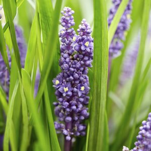 Liriope Muscari 'Big Blue' - ↕10-25Cm - Ø9Cm Liriope muscari 'Big Blue' - ↕10-25cm - Ø9cm - 40x