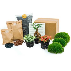 Planten Terrarium Pakket - Ficus Ginseng Bonsai - Navulling & Startpakket- Diy