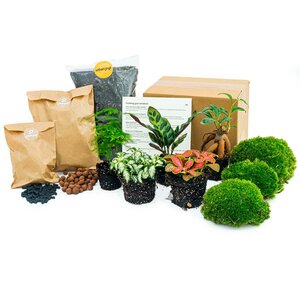 Planten Terrarium Pakket - Lancifolia - Bonsai - Asparagus - 5 Planten - Navulling & Startpakket- Diy