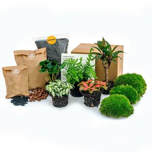 Planten Terrarium Pakket - Jungle 5 - Coffea - Varen - Palm - 2X Fittonia - Navulling & Startpakket- Diy