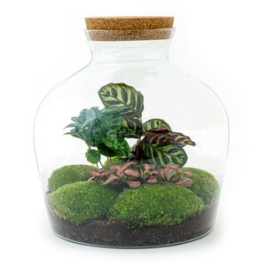 Diy Terrarium - Fat Joe Coffea - ↕ 30 Cm DIY terrarium - Fat Joe Coffea - ↕ 30 cm - Normal