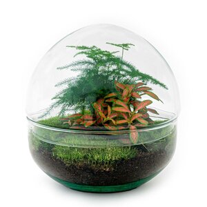 Diy Terrarium - Dome Red - ↕ 20 Cm DIY terrarium - Dome Red - ↕ 20 cm - Normal