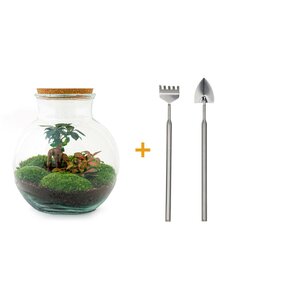 Diy Terrarium - Teddy Bonsai - ↕ 26,5 Cm DIY terrarium - Teddy bonsai - ↕ 26,5 cm - Rake + Shovel