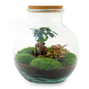 Diy Terrarium - Teddy Bonsai - ↕ 26,5 Cm DIY terrarium - Teddy bonsai - ↕ 26,5 cm - Normal