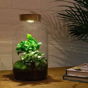 Diy Terrarium - Milky Coffea Met Lamp - ↕ 31 Cm DIY terrarium - Milky Coffea met lamp - ↕ 31 cm - Normal