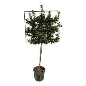 Laurus Nobilis Boom Op Rek - 225 Cm - Ø40Cm