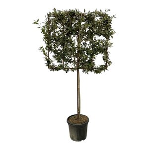 Quercus Ilex Boom Op Rek - 225 Cm - Ø40Cm