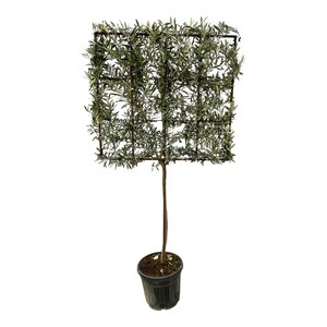 Olea Europaea Boom Op Rek - 225 Cm - Ø40Cm