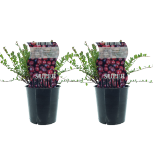 Vaccinium Early Black (Cranberry) - 2 Stuks - Ø12Cm - ↕30Cm