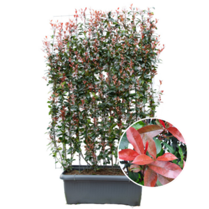 Photinia Fraseri 'Carré Rouge' - Glansmispel - Kant-En-Klaar Haag - 120 X 120 X 180 Cm