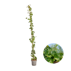 Hedera Hibernica - Klimop - Gestokt Hedera Hibernica - Klimop - Gestokt - ↨150 - 175 cm