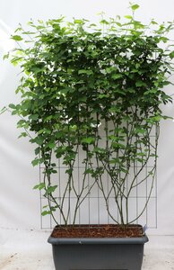 Rubus Frut. 'Black Satin' - ↨180Cm Rubus frut. 'Black Satin' - ↨180cm - 1 pcs