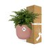 Asplenium Parvati In Elho Vibes Fold 14Cm Roze_