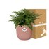 Asplenium Parvati In Elho Vibes Fold 14Cm Roze_