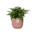 Asplenium Parvati In Elho Vibes Fold 14Cm Roze_