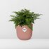 Asplenium Parvati In Elho Vibes Fold 14Cm Roze_