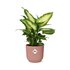 Dieffenbachia ‘Camilla’ In Elho Vibes Fold 14Cm Roze_