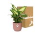 Dieffenbachia ‘Camilla’ In Elho Vibes Fold 14Cm Roze_