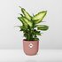 Dieffenbachia ‘Camilla’ In Elho Vibes Fold 14Cm Roze_