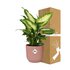 Dieffenbachia ‘Camilla’ In Elho Vibes Fold 14Cm Roze_