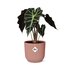 Alocasia ‘Polly’ In Elho Vibes Fold 14Cm Roze_