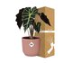 Alocasia ‘Polly’ In Elho Vibes Fold 14Cm Roze_